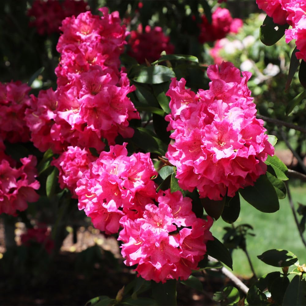 rhododendron germany Polarnacht
