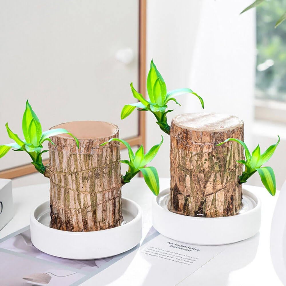 Indoor Plant Stem for Home Office Decoration Original Brazilian Wood (Pot Not Included) - Pack of 2 (B0DG2WT8GC) Amazon Price History, Amazon Price Tracker