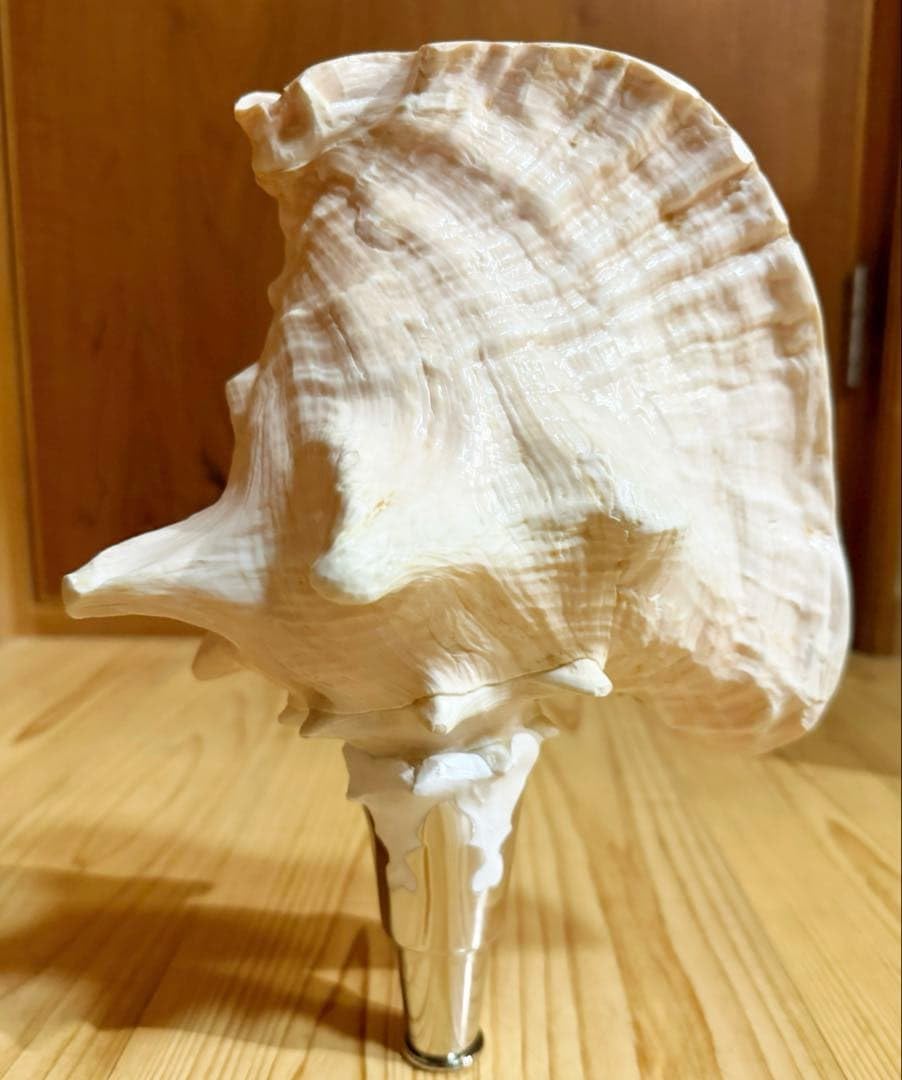Amazon.co.jp: 希少古代特大肉厚桃色法螺貝 （ ク貝）法螺貝 ほら貝