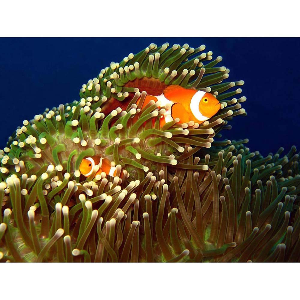 Wee Blue Coo Sea Anemone Clown Fish Art Print Poster Wall Decor 12X16 Inch