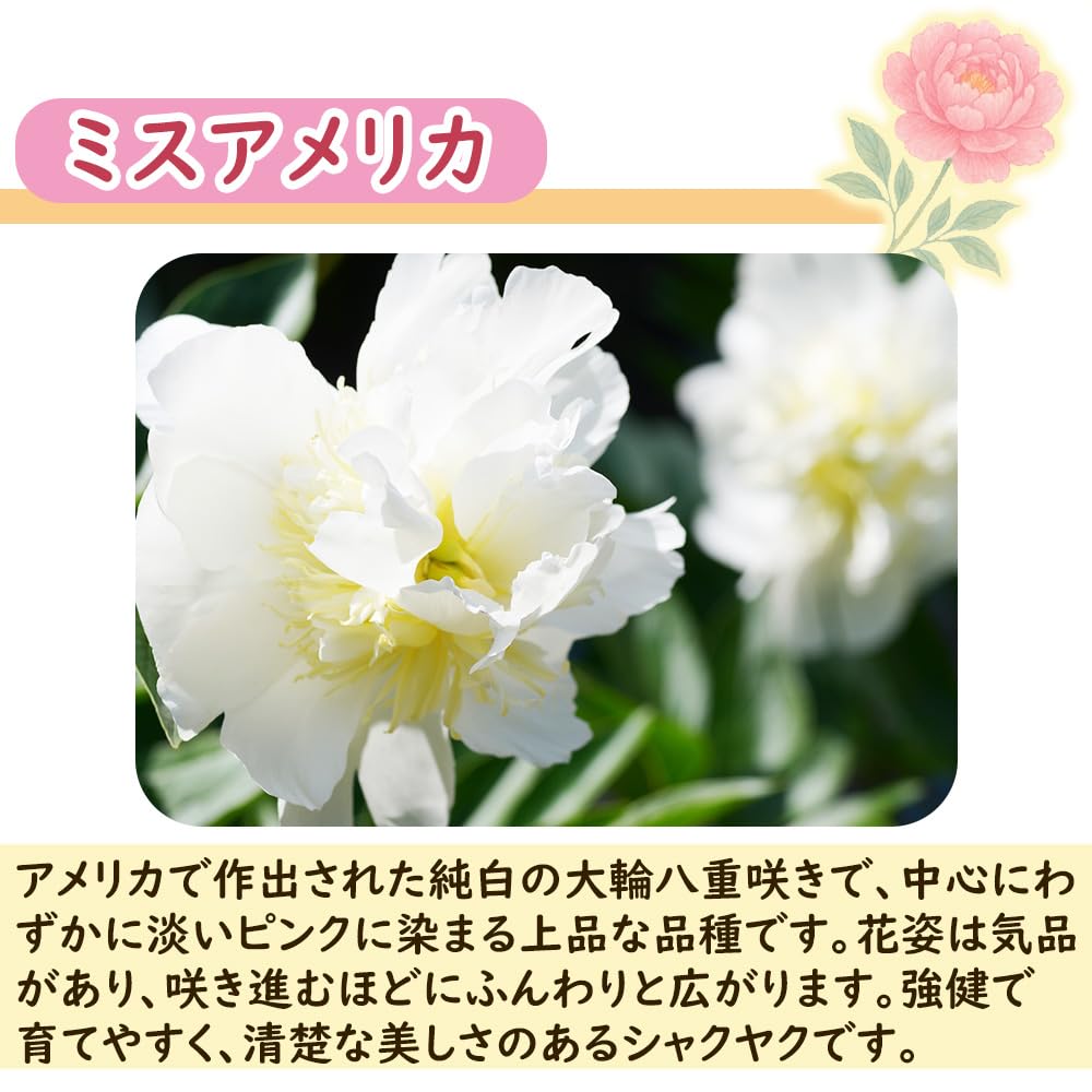 Amazon.co.jp: 選べる「 シャクヤク (芍薬) ポット苗 」12cmポット