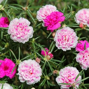 2 Pots Moss Rose Plants, Double Mixed Portulaca Moss Rose Plant in 4" Pot
