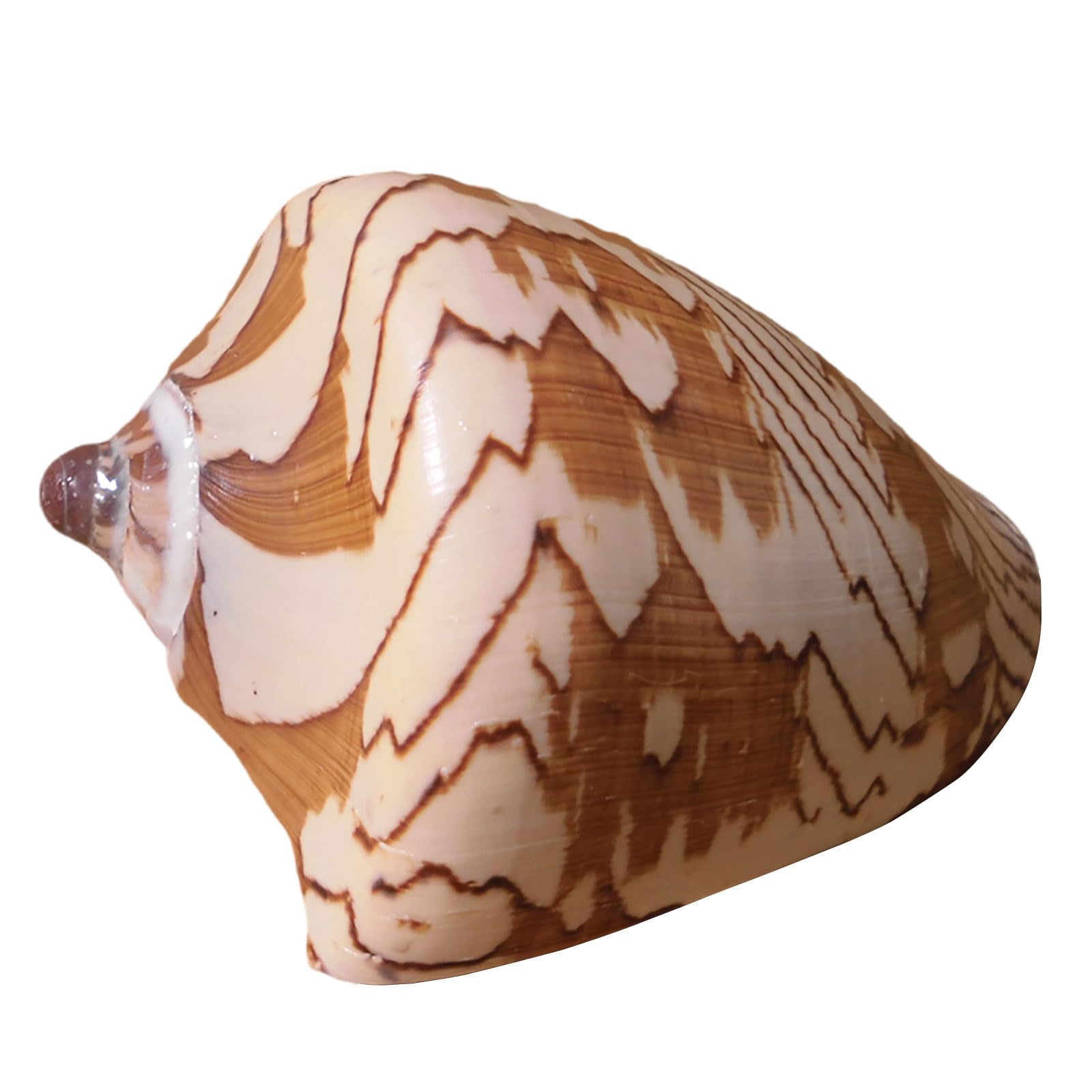 Caracola grande natural de 14 cm que sustituye adornos de plástico en su acuario