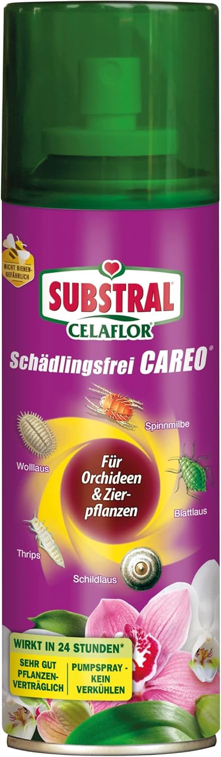 ackerbohnen saatgut preise Ackerbohne 'Red Epicure' (Vicia faba)  Bio-Saatgut  Feggies