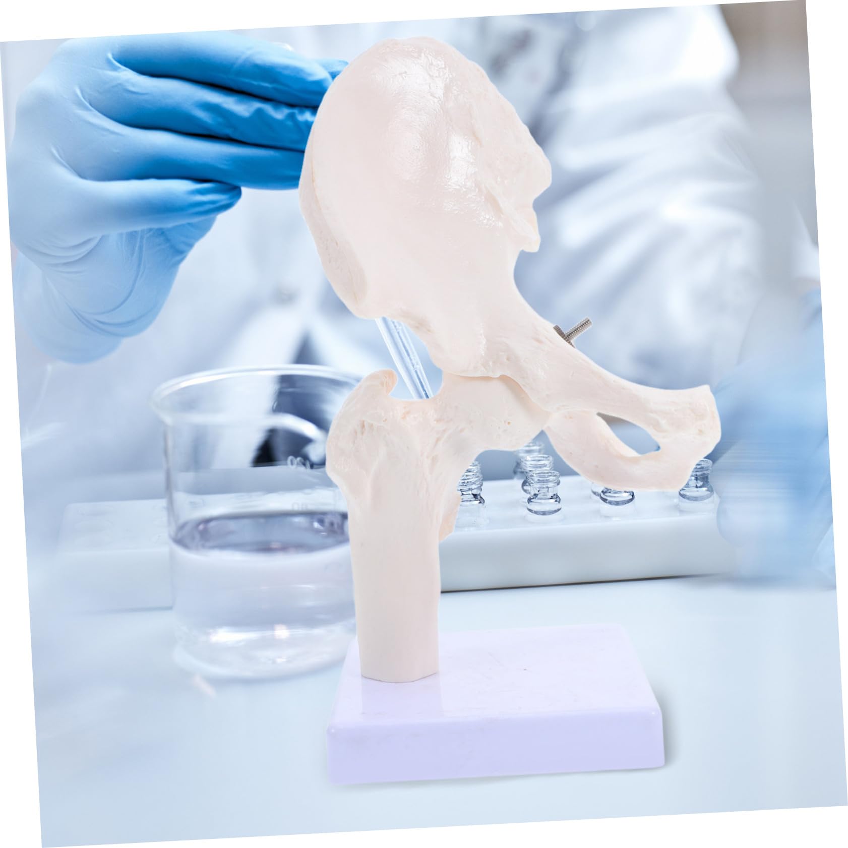 ABOOFAN Modèle Squelette Humain Articulation Anatomie Outil Étude Osseux Démonstration Laboratoire Éducatif