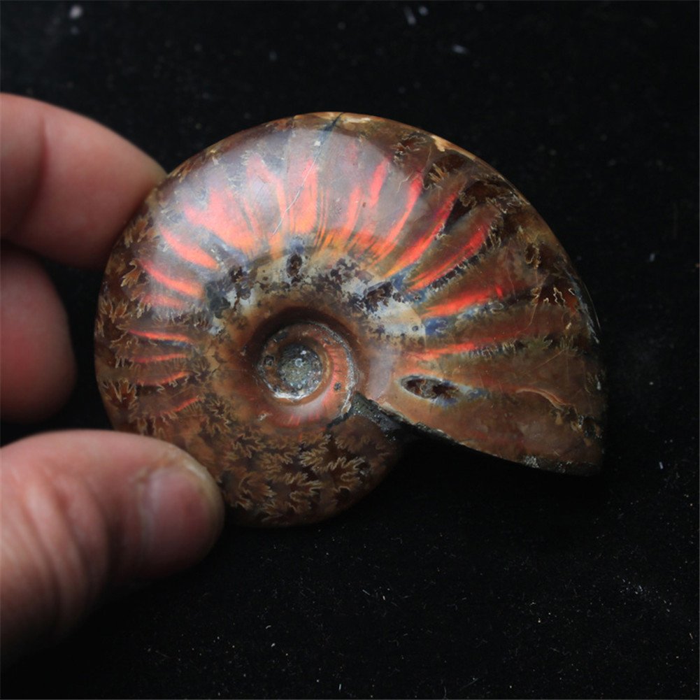 AITELEI Lucky Fortune Espiral Ammolita Natural Amonita Fósil Pure Natural Artesanía Piezas de Caracola, Piedra Fósil Jugada en Palmas