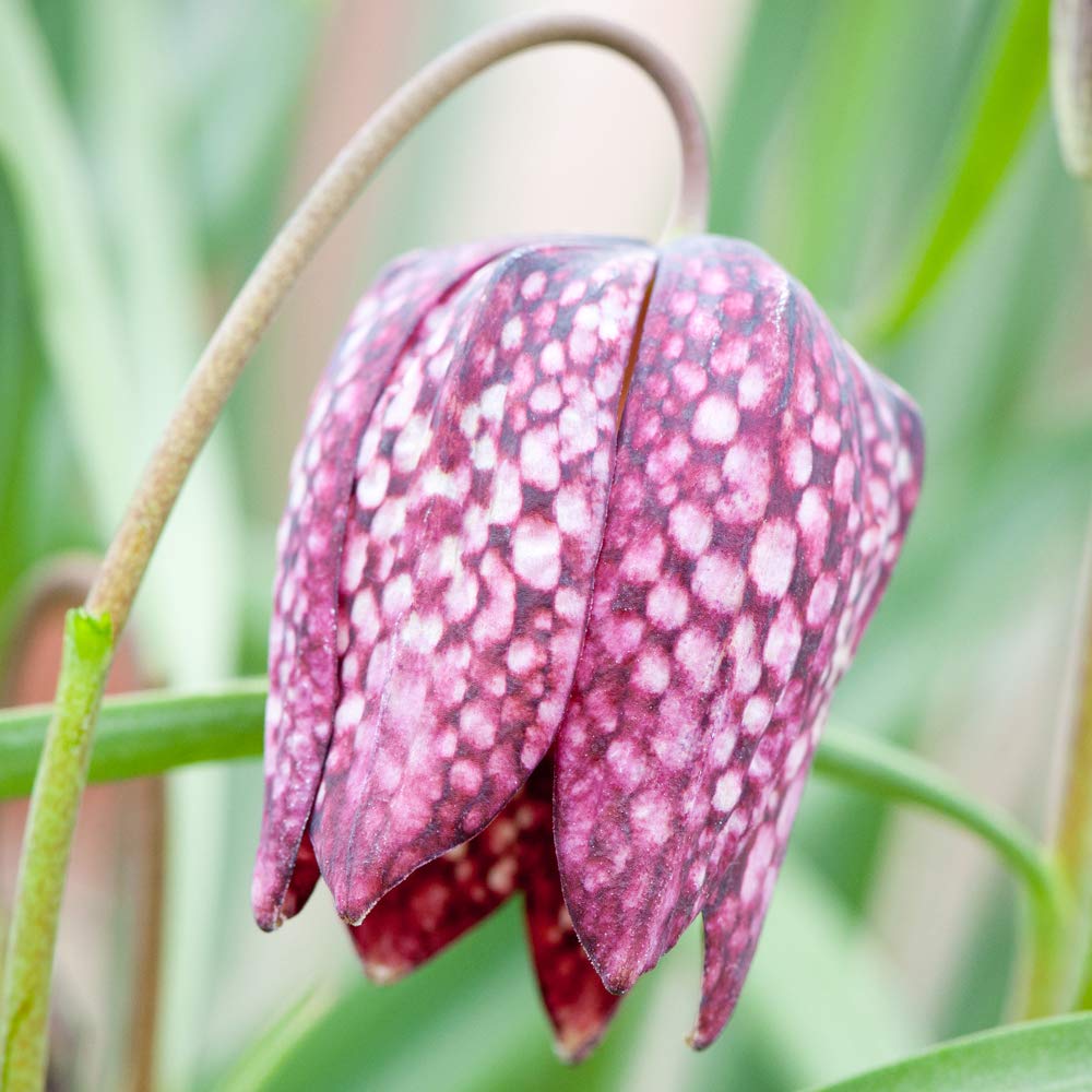 Snakes Head Fritillary Bulbs 80 Hardy Perennial Spring Flowering by T&M