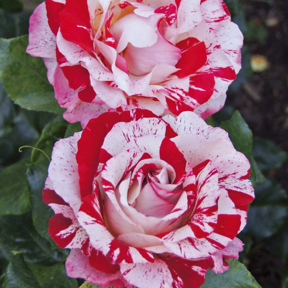 Rock&Roll®, di Rose Barni®, rosa in vaso, colore striato rosso bianco profumo intenso, linea prestigio, ideale per coltivazione in vaso, composizioni e cespugli, rifiorente e resistente cod. 71233