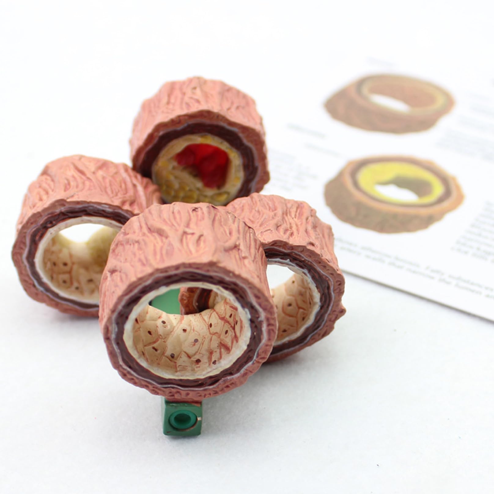 Modèle d'artère en 4 pièces, réplique de l'anatomie du corps humain de la plaque de l'artère accumule pour outil éducatif de bureau, modèle d'apprentissage médical e A