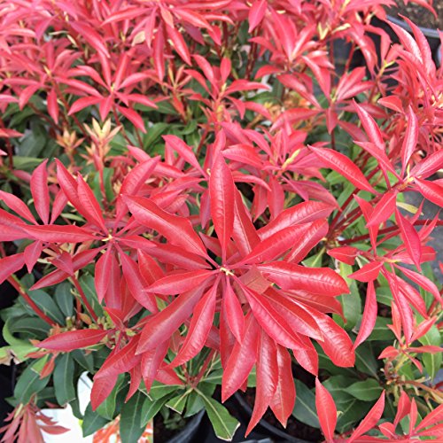 Pieris 'Mountain Fire' In 2L Pot, Stunning Foliage All Year Around 3fatpigs®