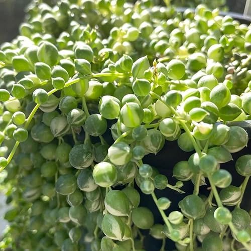 Miniatura 4 de Suculentas Cadena de Perlas Abigarradas Planta Viva, Rara Suculenta Planta Abigarrada Enraizada en Maceta de 4 pulgadas, Cesta Colgante Planta de