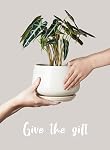 LE TAUCI Pots de plantes pour plantes d'intérieur, ensemble de 3, 4+5+6.5 Pots de céramique avec trou de drainage & Sauceur, Pot de fleurs intérieur avec Pad de Mesh, Pot Plante Interieur, Glace Réactive Beige