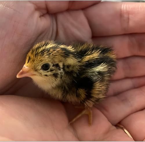 Miniatura 4 de 12 huevos fértiles de codorniz Coturnix para incubar