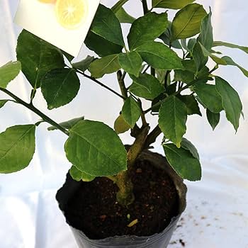 マイヤーレモン 3年生 実つき！ Amazon.co.jp: 