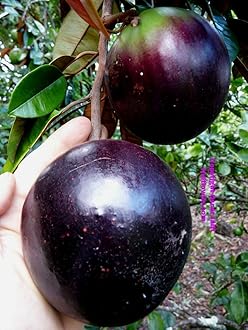 - Milk Fruit/Chrysophyllum cainito - Exotic Fruit Plants