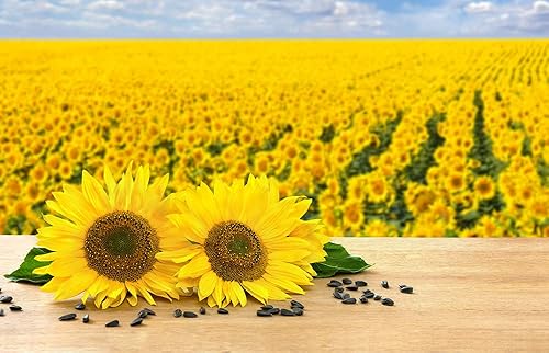 Peredovik Semillas de girasol para plantar - 500 semillas - Atrae palomas y otras aves