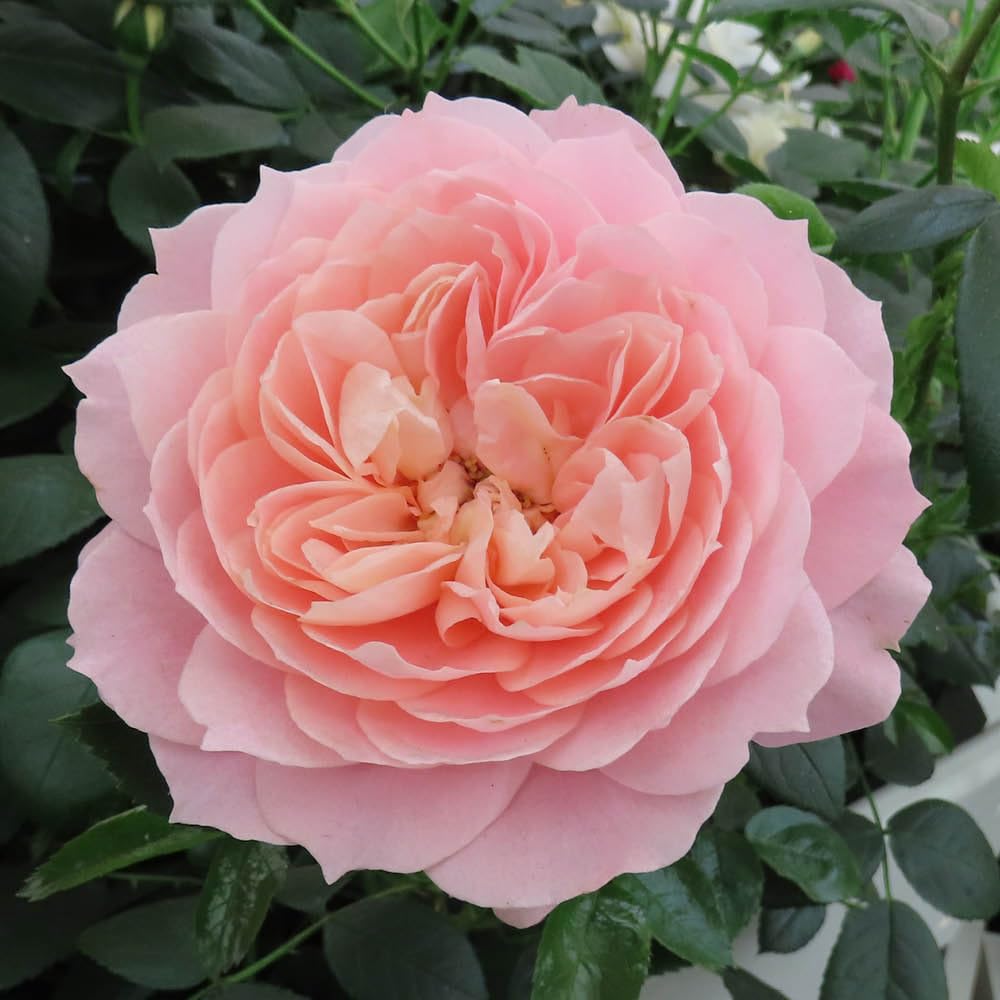 Yougarden Harkness Roses Denise's Rose4 Litre Apricot Orange FragrantRepeat Flowering FloribundaReady To Plant from B&Q