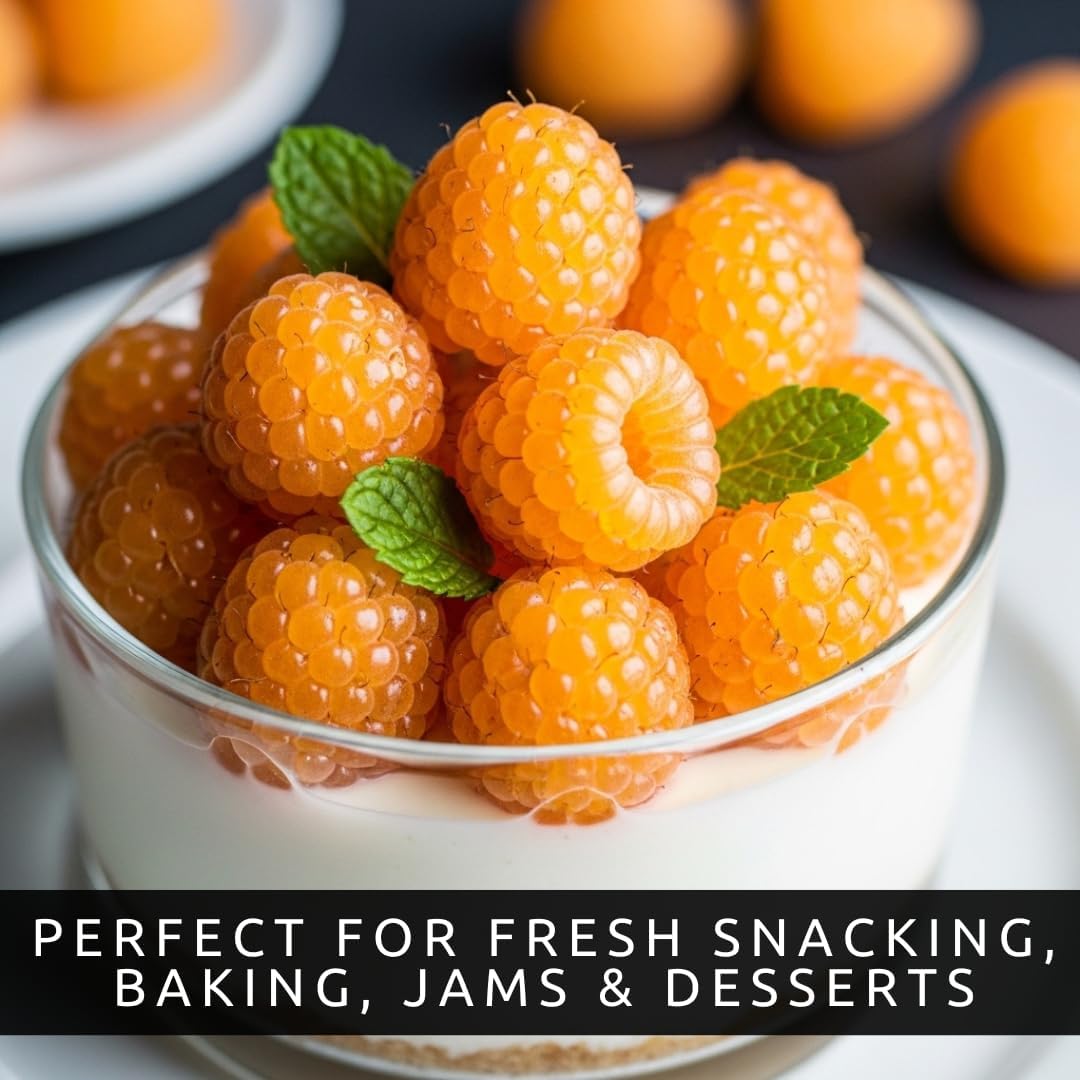 2 Golden Raspberry Plants – Live Fruit Bush (Rubus Idaeus) – Sweet Yellow Heirloom Raspberries – High Yield Berry Plant for Outdoor Gardens - Mild Honey Sweet Berries