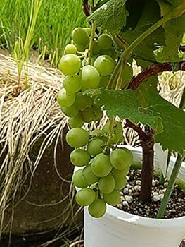 巨峰 ブドウ苗 5号ビニポット 剪定 5/08 巨峰 ブドウ苗 5号ビニポット