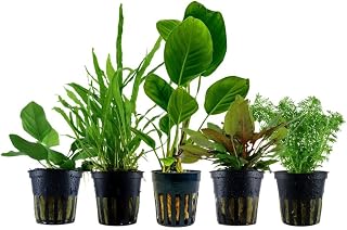 AquaOne Aquarium Pflanzen I 5x pflegeleichte Wasserpflanzen ohne CO Düngung I Aquarienpflanzen Anubias Microsorum Cryptocoryne Limnophila I Algenkiller Set