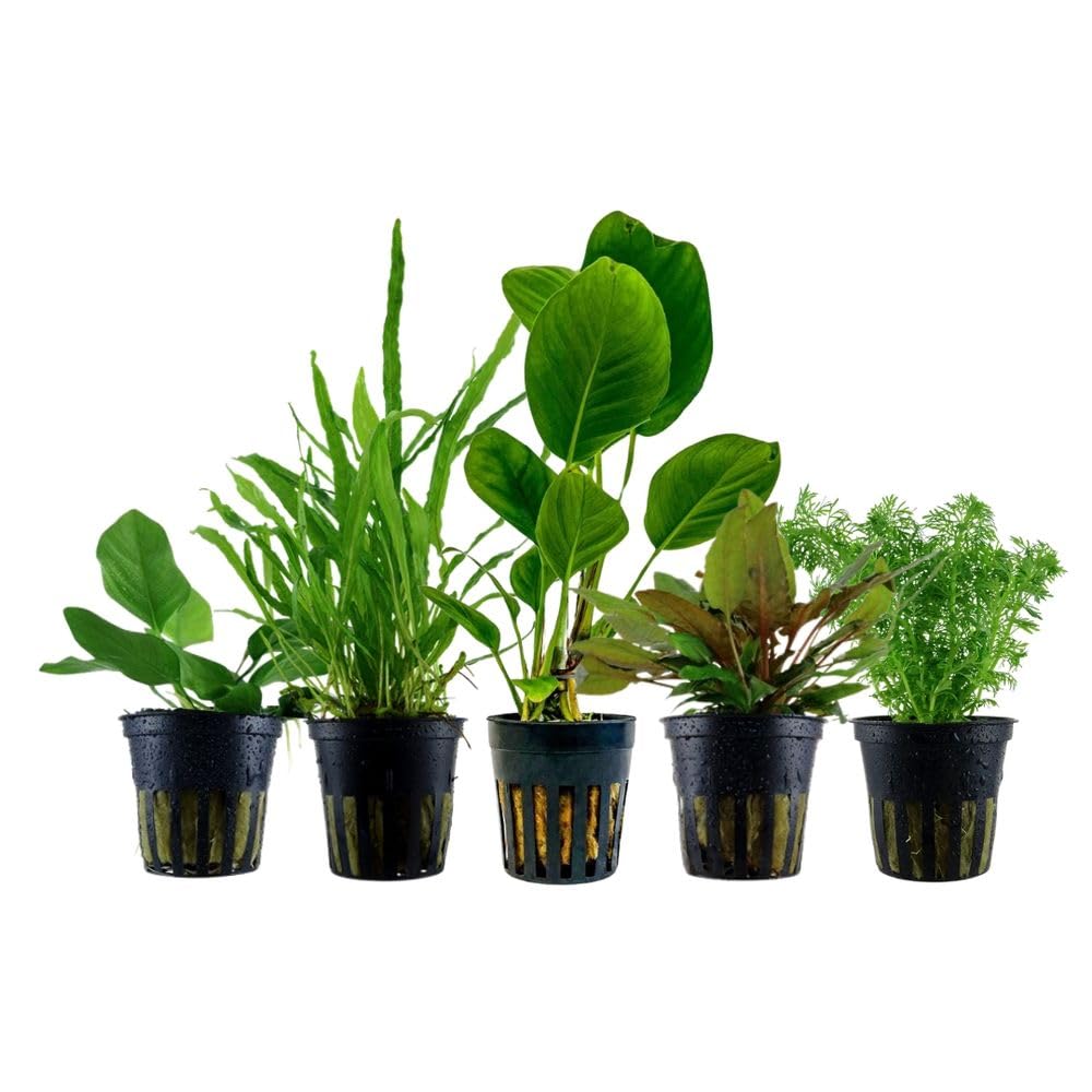 AquaOne Aquarium Pflanzen I 5x pflegeleichte Wasserpflanzen ohne CO Dngung  I Aquarienpflanzen Anubias Microsorum Cryptocoryne Limnophila I Algenkiller  Set : Amazon.de: Haustier