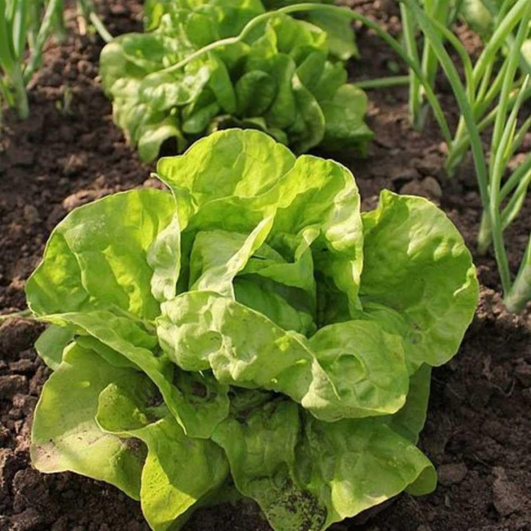 Zeniso® Lettuce Seeds Butterhead Green - Vegetable Seeds, Indian Vegetable Seeds, High Germination Seeds For Home & Garden (B0DB5BZS7X) Amazon Price History, Amazon Price Tracker