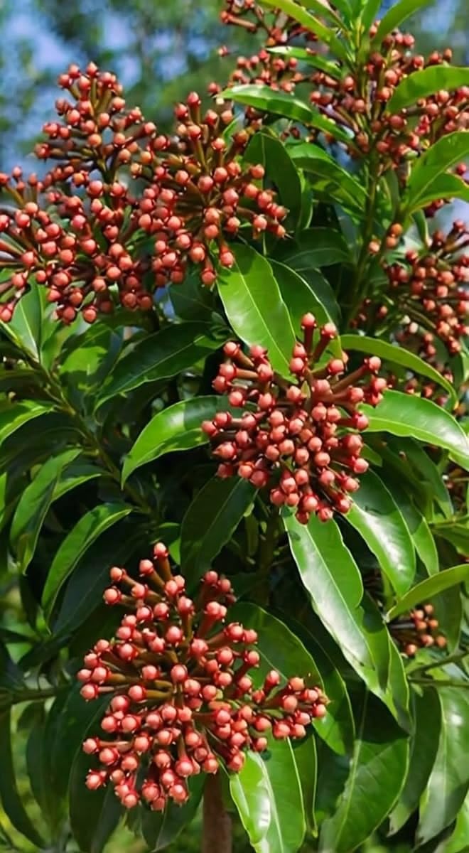 Healthy Live Laung Plant | Clove Lavang Hybrid Variety | Outdoor Spice Plant Pack of 1-image-42