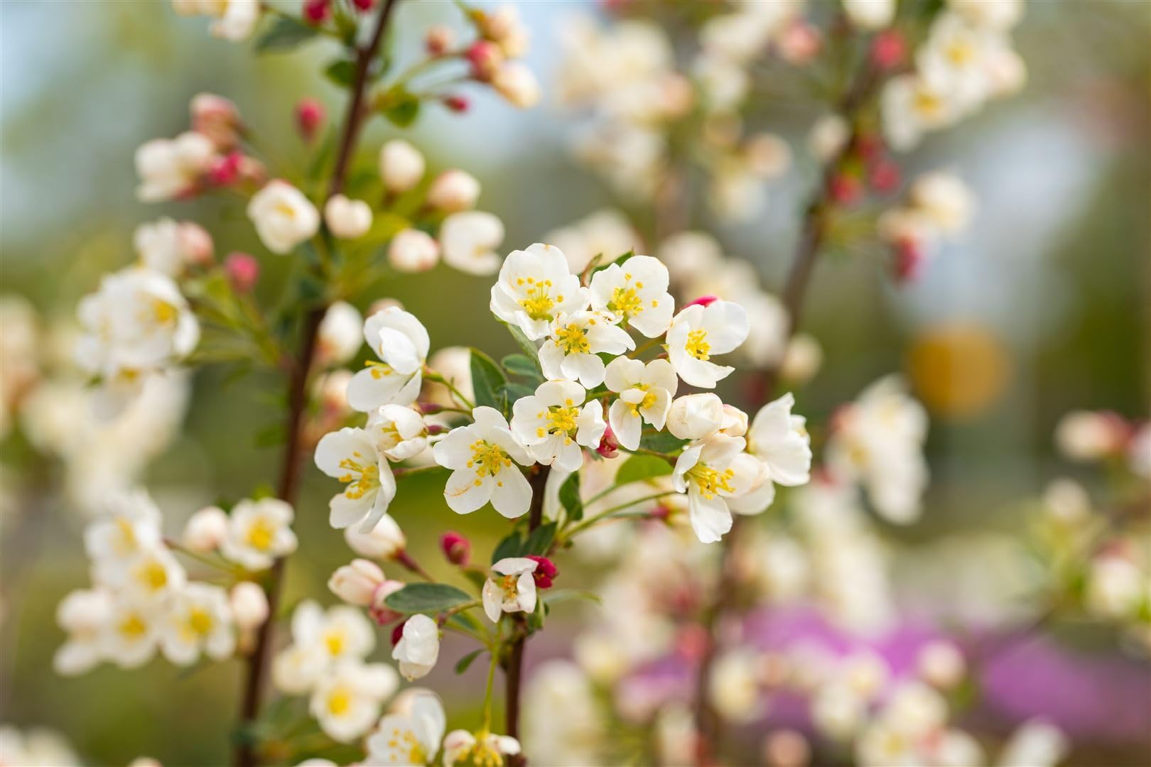 Zierapfel Malus Adirondack 150-200 cm Solitärbaum winterhart