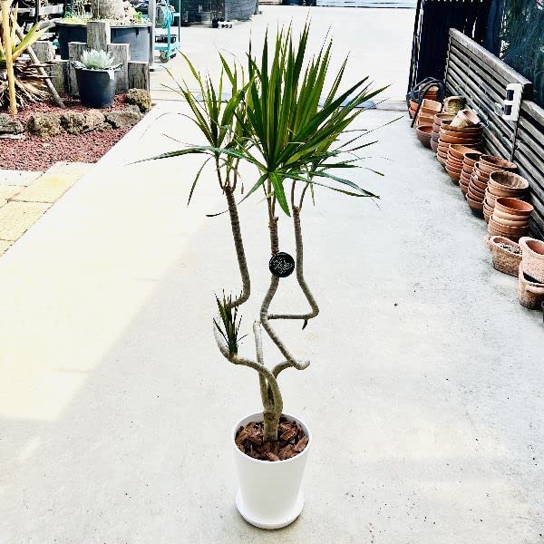 Amazon｜おしゃれ 観葉植物：ドラセナ コンシンネ龍*セラアート 受皿付