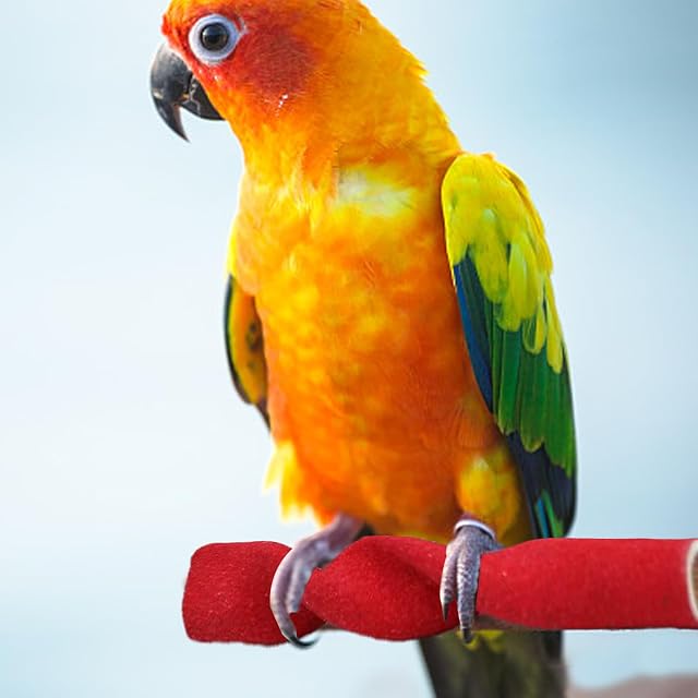 Foto 2 de 8 de Fulenyi Percha para pájaros - Percha de esmerilado para loro, barra de jaulas para pájaros, bastones…