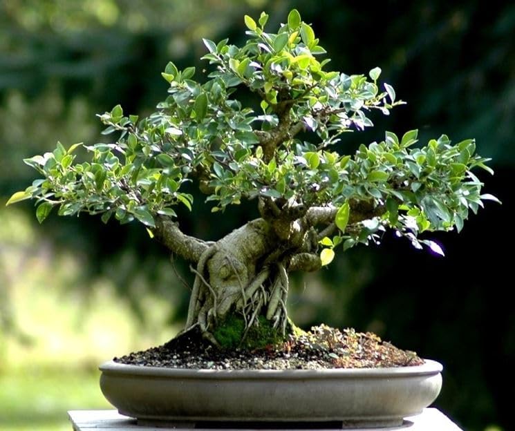 Chitra Garden Chinese Banyan Money Tree Good Luck China Bot Feng Shui Indian Laurel Fig Indoor Bonsai Plant (B0D8ZRSL31) Amazon Price History, Amazon Price Tracker