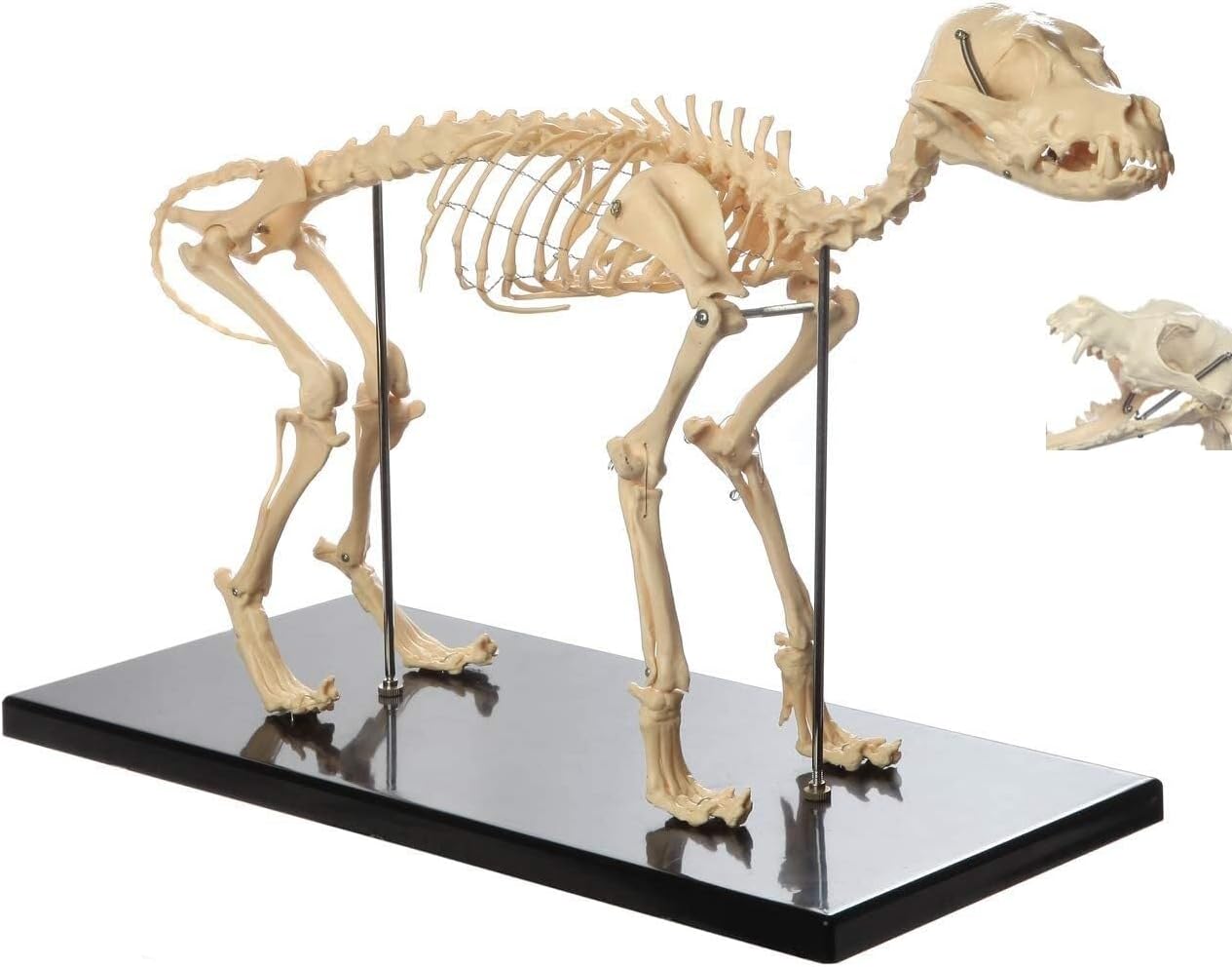 Customize what you need 4D Dog Anatomy Model - Canine Skeleton Model for Veterinary Education and Teaching Display (64x20x30cm)