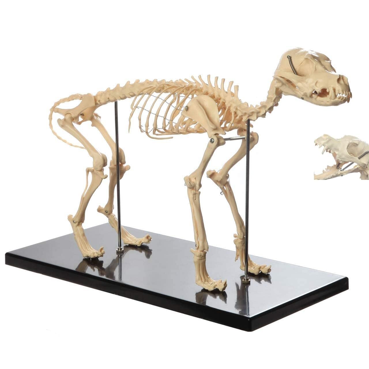 Customize what you need 4D Dog Anatomy Model - Canine Skeleton Model for Veterinary Education and Teaching Display (64x20x30cm)