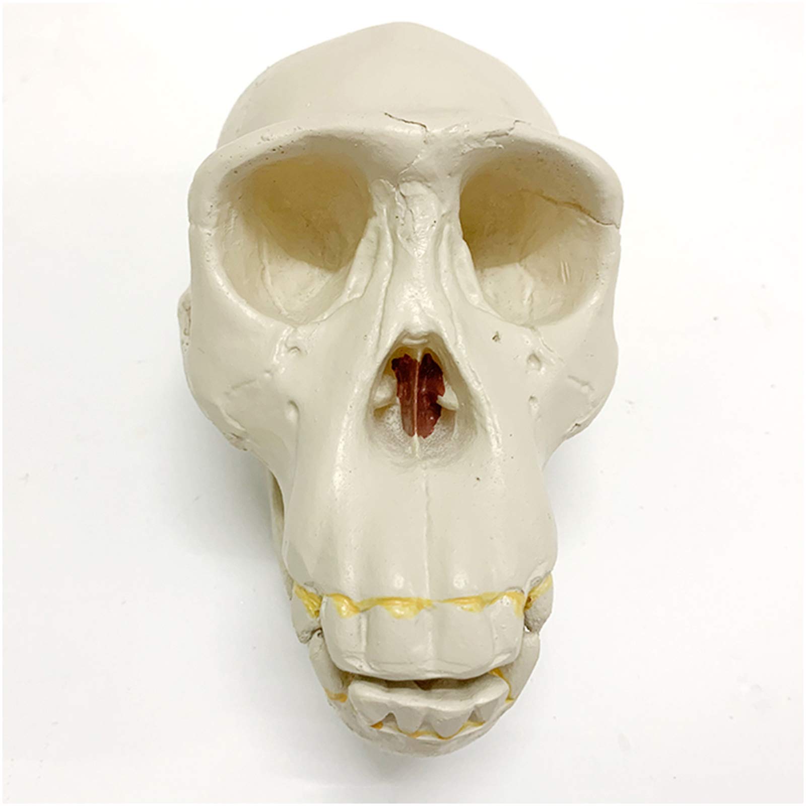 Sjdopulse 1:1 Replica Human Skull Head Model - Chimpanzee Human Skull Model - Pvc Material Human Skull Skeleton Model - For Home Decoration Collection,Science Teaching Study,A