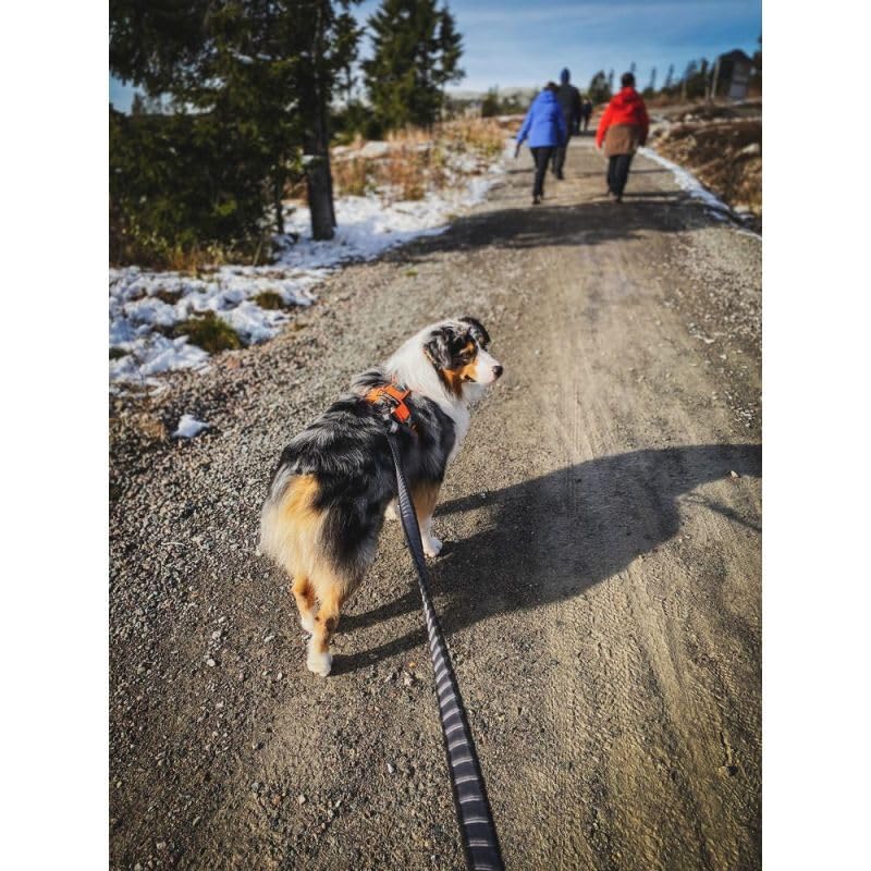 Non-stop dogwear Bungee Touring Leash 2m/23mm | 1539 Multitalent