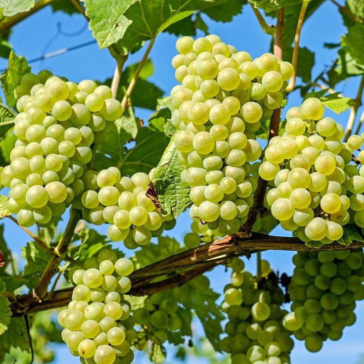 Hybrid Grape Vine for Continuous Yield – Live Plant (Pack of 1