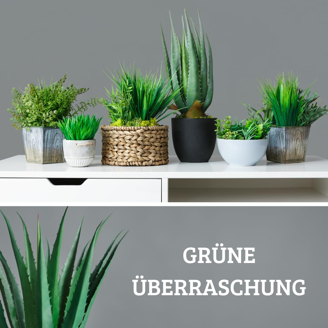 IFLO Zimmerpflanzen Set  pflegeleichte grne Pflanzen im 12 cm Topf, 3er  berraschungspaket, 30-75 cm Hhe, ideal fr Wohnzimmer, Schlafzimmer & ...