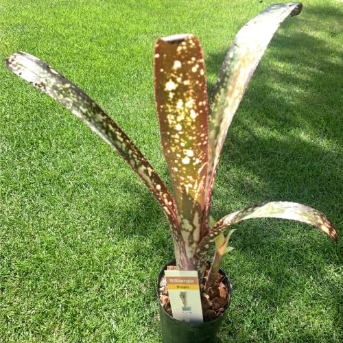 Amazon｜タンクブロメリア ビルベルギア ドリーム 3.5号 (直径10.5cm