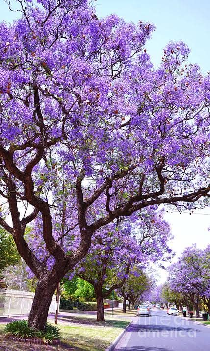 Jacaranda Flower Live Plant Neel Gulmohor Live Flower Plant Pack of 1 Healty Plant (B0B9LHTZYS) Amazon Price History, Amazon Price Tracker