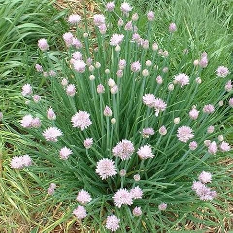 Plant World Seeds Garlic Chives Herb Seeds Cover