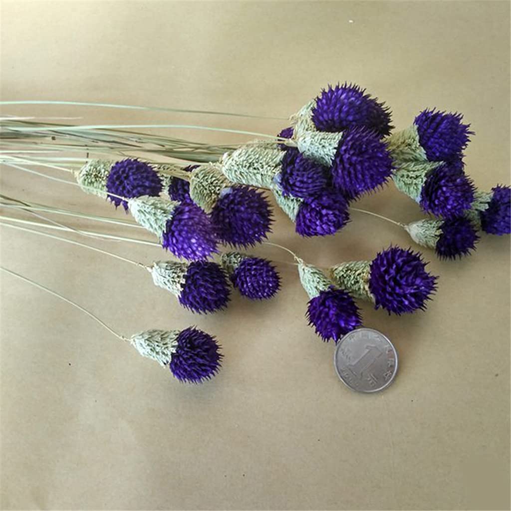 Bouquets De Mariage Faits À La Main, Tenant Des Fleurs, shoupenghua 10pcs Fleur Sèche Nature Vraies Fleurs De Baies Sèches Affichage Floral Plante D'herbe De Lapin for Bouquet De Mariage (Color : C, S