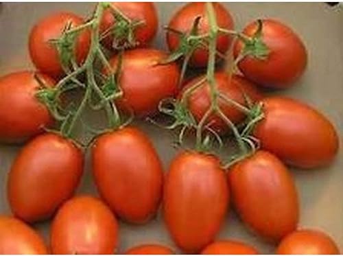 Grappoli Corbarino Grape Tomate - Tomate de la antigua Italia!!!(10 - Semillas)