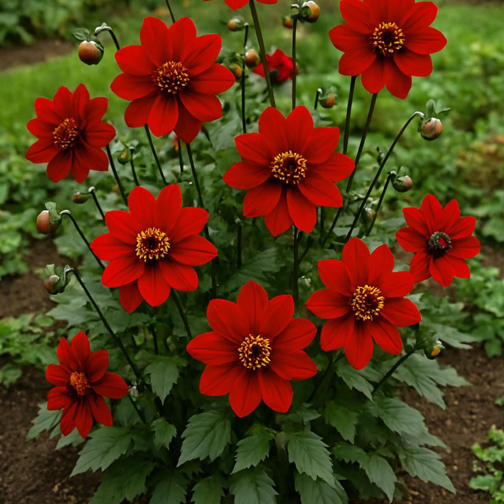 Dahlia Pinnata Black Forest Ruby Seeds – Black Foliage for a Stunning Contrast – RHS Plants for Pollinators – Half Hardy Perennial – for Your Beautiful Garden