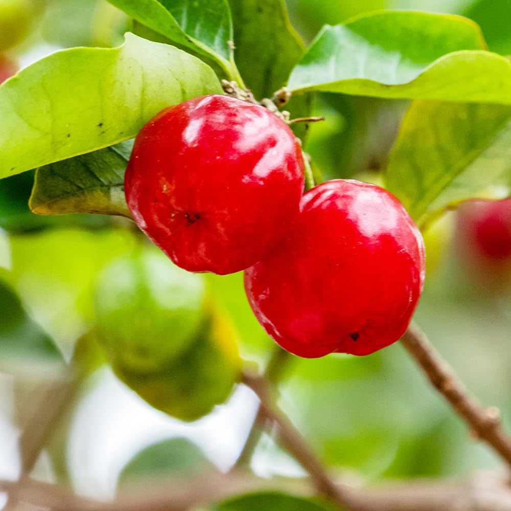ITANSE Acerola TYM 4.1 inches (10.5 cm) Sold as 1 Piece [Fruit Tree Seedling Selected by Variety] Scientific Name: Malpighia emarginata/Quintoliaceae family Holly Evergreen Shrub/Distinct Name: