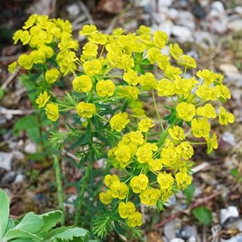 Plant World Seeds Euphorbia Cyparissias Seeds Amazon Co Uk Garden Outdoors