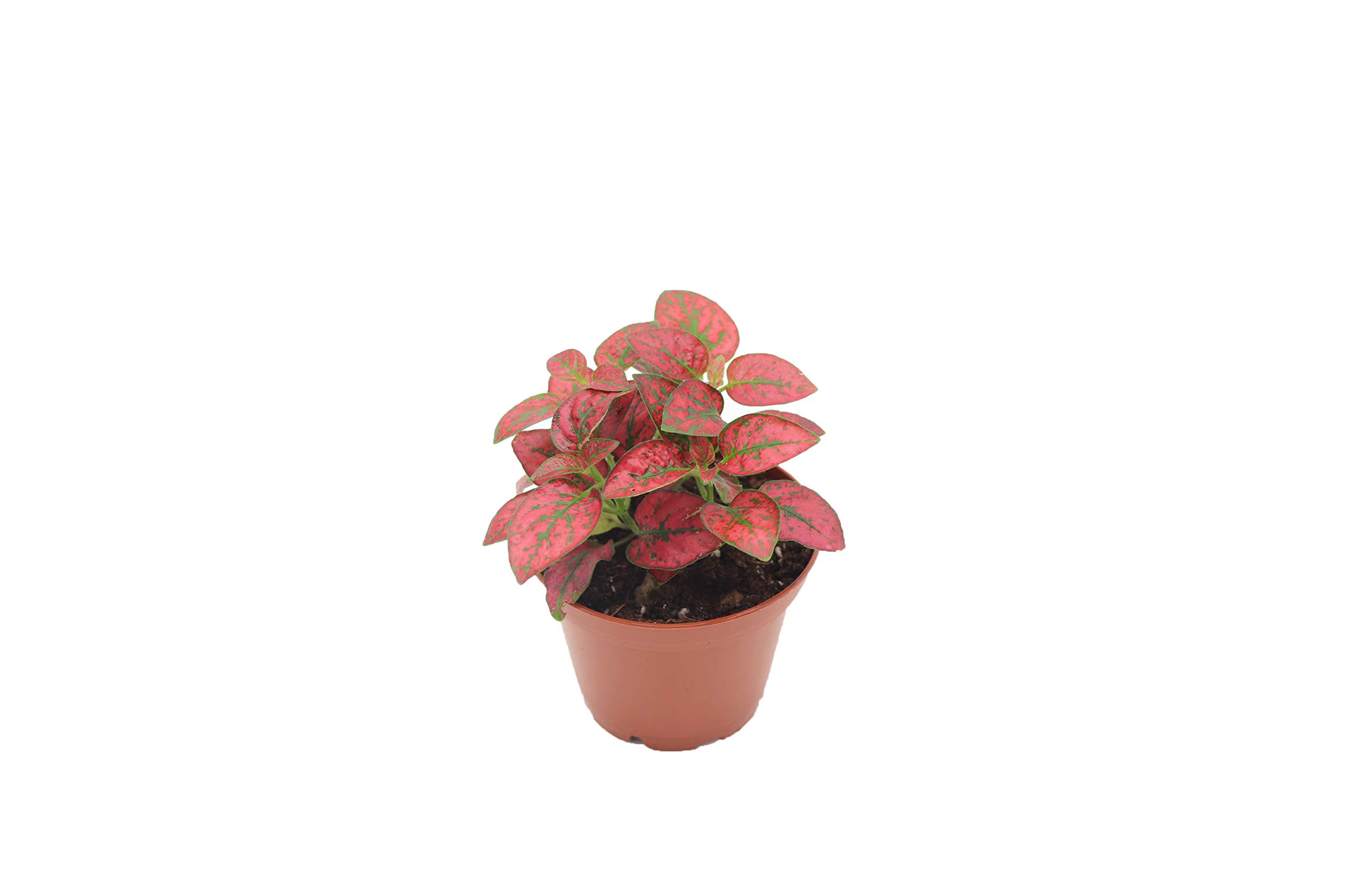 Red Polka Dot Plant