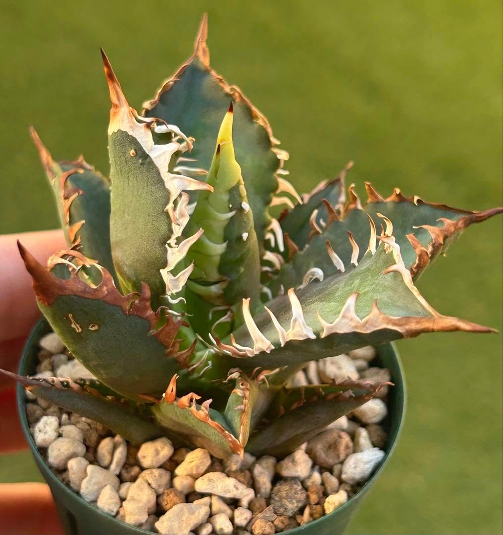 限定1株】台湾OC ブツブツ背刺スタッズ凶悪 赤猫 アガベ チタノタ