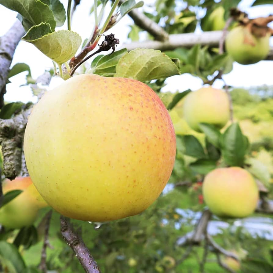 Amazon.co.jp: 2024年産 青森県産りんご ご家庭用 訳あり 星の