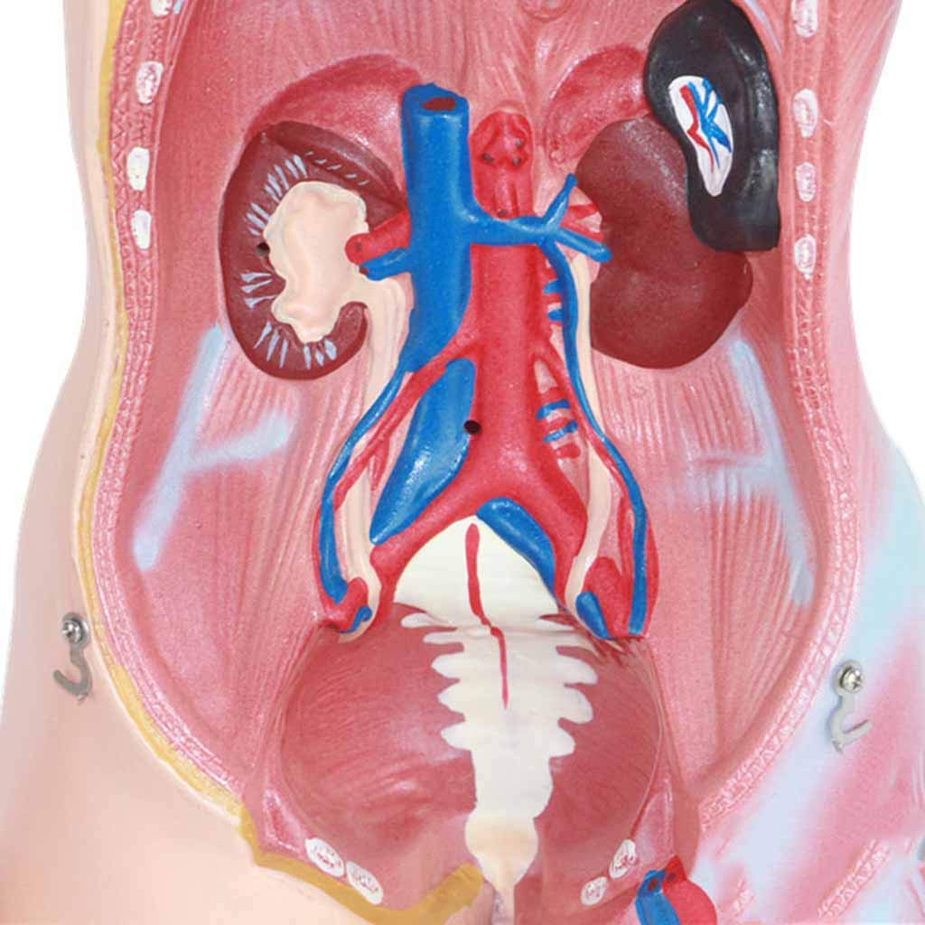 Amazon.co.jp: 人間の胴体解剖学モデル心身脳骨格分離可能23パーツ