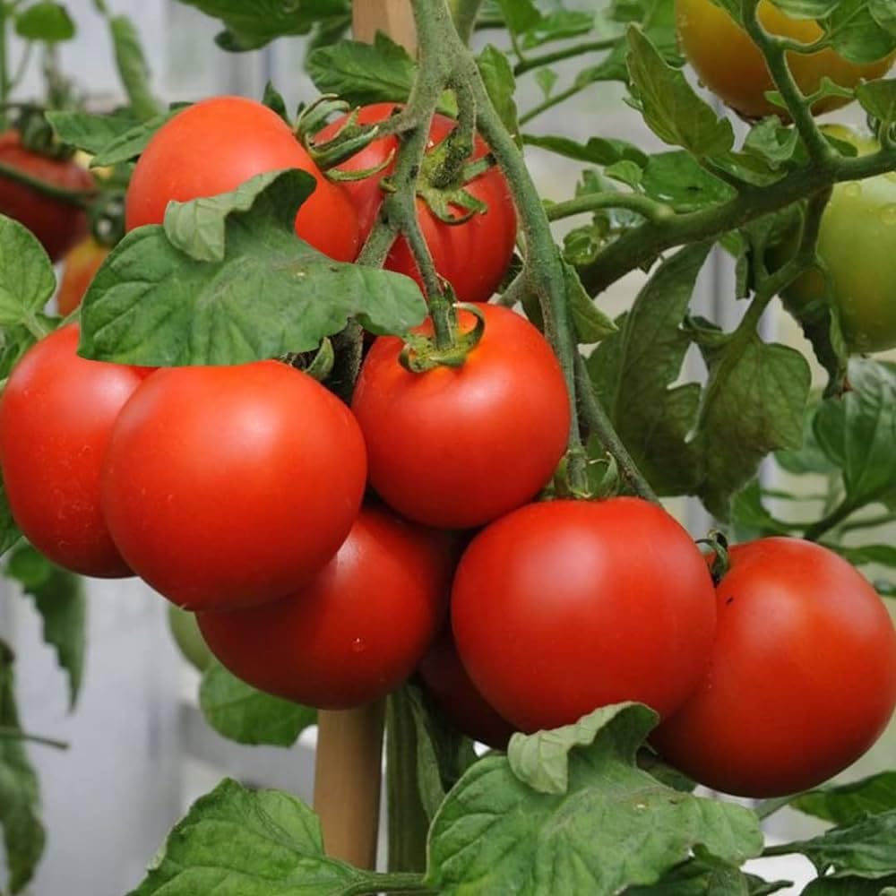 Hybrid tomato plant live,Live plant for hybrid tomato (Pack of 4) (B0CSW7ZPP6) Amazon Price History, Amazon Price Tracker